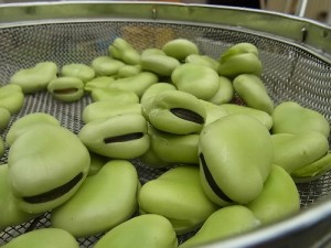 オハグロバッチリ蚕豆