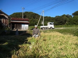 もち米の稲刈り　9月27日