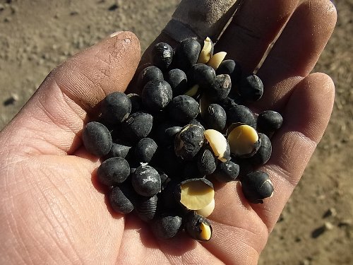 収穫した黒大豆