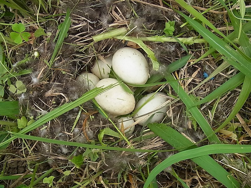 カルガモの卵