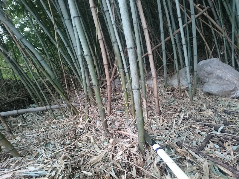 侵入してきている竹の伐採