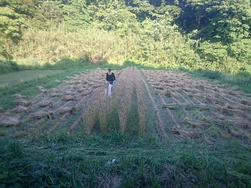 小麦刈取り