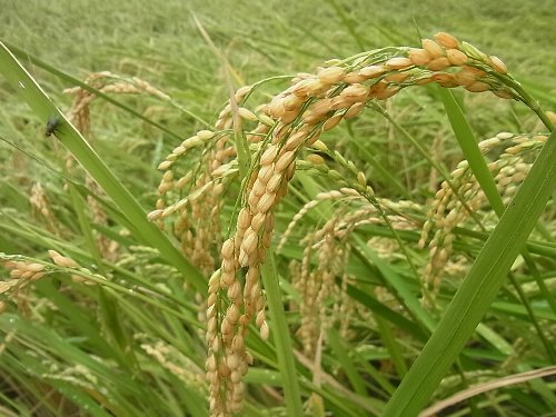 稲刈り直前のお米