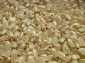 新米コシヒカリ玄米