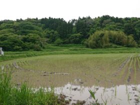 素晴らしい環境のもち米の田んぼ