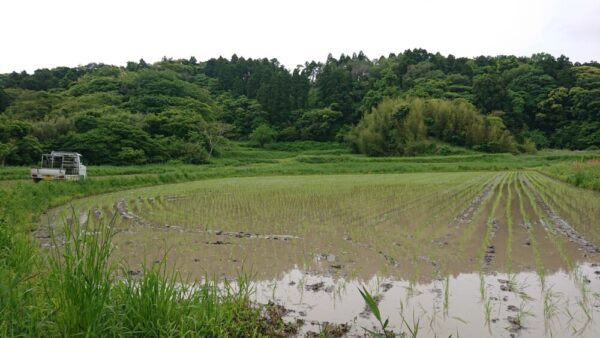 素晴らしい環境のもち米の田んぼ