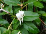 白いスイカズラの花