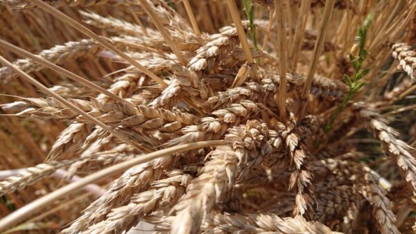 ユメチカラ　強力小麦
