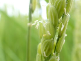 お米の花　雌しべが分かる写真