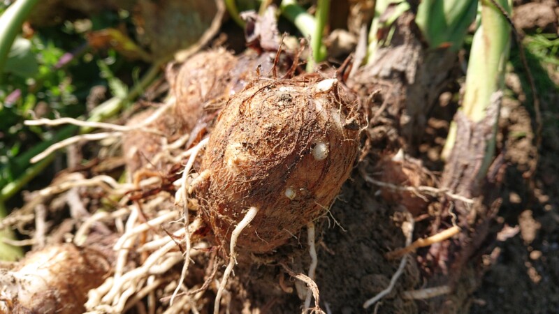 土垂芋の子芋
