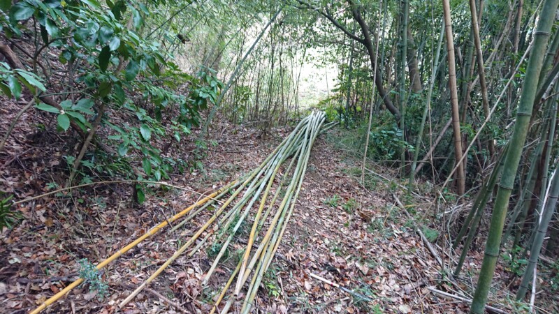 竹林から真竹を選んで切っています