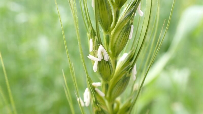 小麦の花