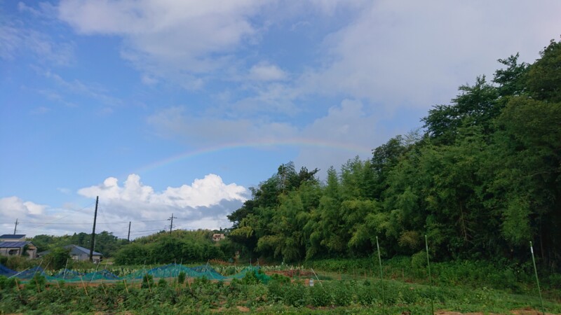 8月6日の雨で虹が出た