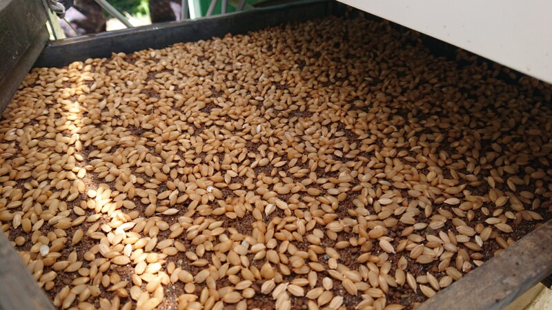 籾播き　計算上では乾籾で約160ℊ播き　催芽籾で208ｇ播き　