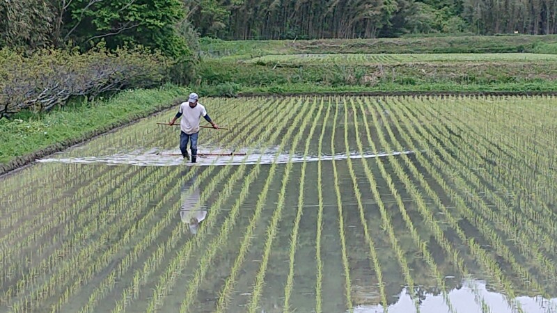 田植えと草取り同時進行 農薬化学肥料不使用の米作り 2024年5月1日 | 南房総 有機農園 ねぎぼうず