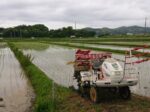 海老敷白拍子の約1反の細長い田んぼ