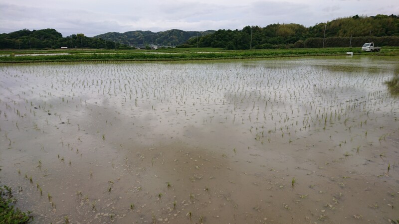 六代もち田チェーン除草の後はなんだか稲苗が寝てしまい、 ちょっとかわいそうな感じ