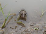 ヌマガエル どこの田んぼでも見かける