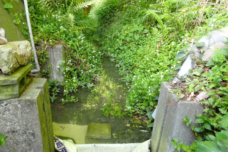 川向の水路にびっしり生えたトキワツユクサ