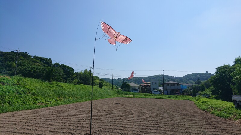 鳩にはカイト鷹です