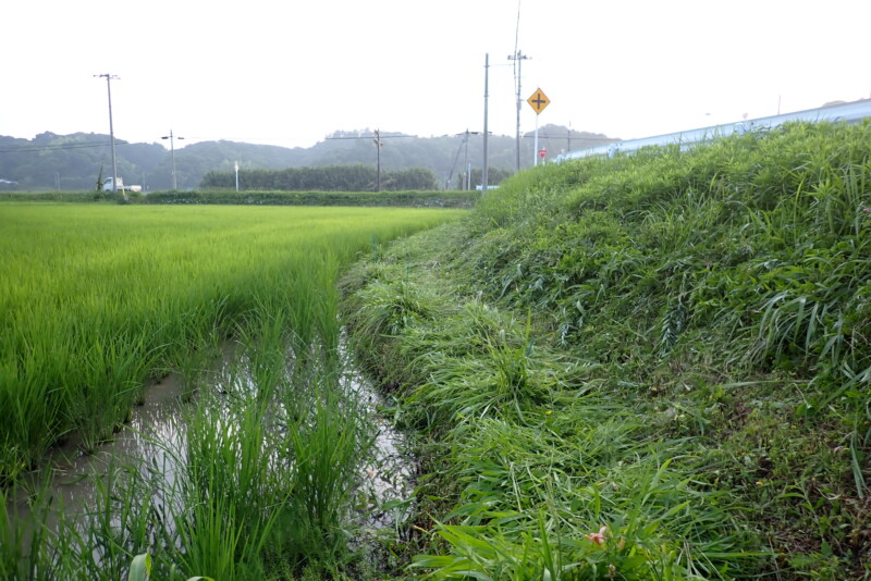 通称「てんのうまえ」の道土手の草刈り