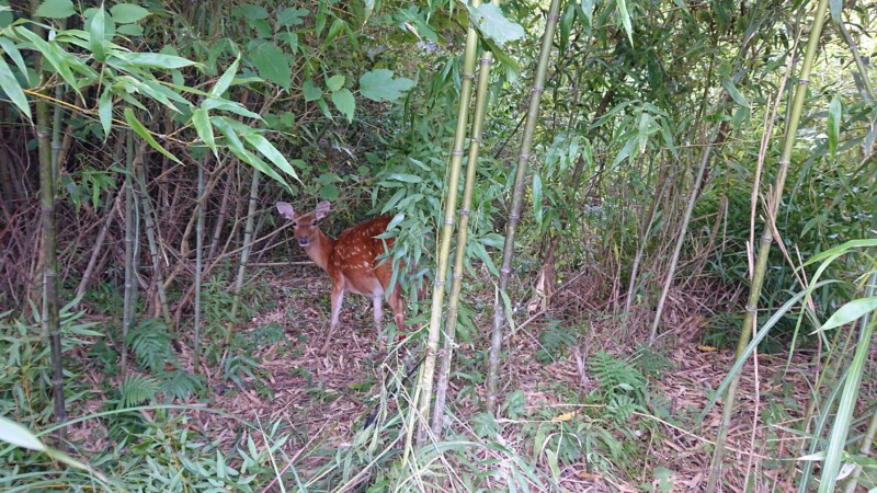 ニホンジカ捕獲