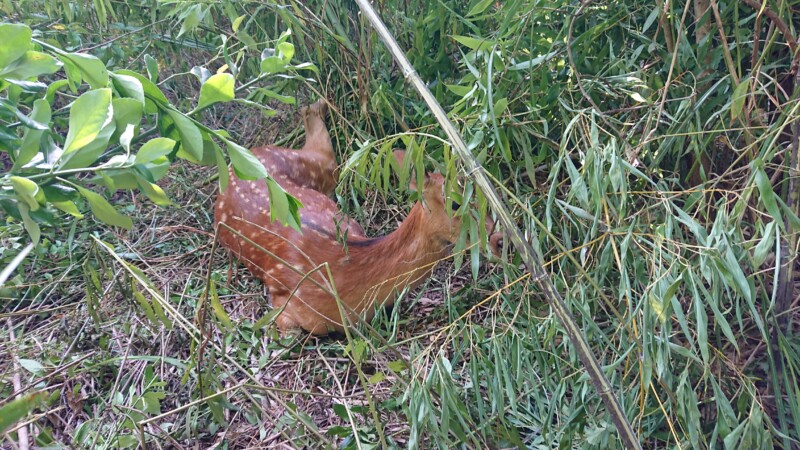 田んぼのすぐそばでニホンジカ捕獲