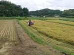 雨が降り出す直前の稲刈り