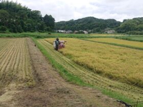 雨が降り出す直前の稲刈り