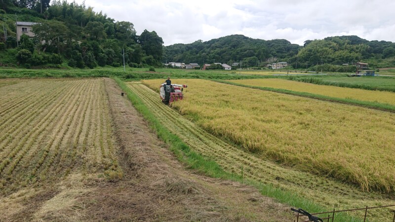 雨が降り出す直前の稲刈り