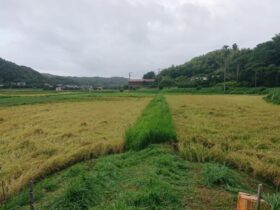 どんより曇り空が続いています。