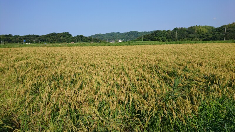 次はツキミモチの稲刈り