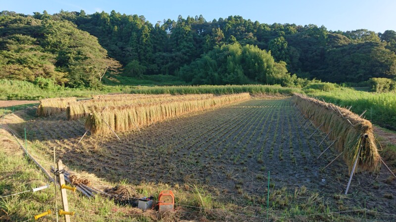 夕方にはすべてかけ終わり、西日が景色を彩ります。