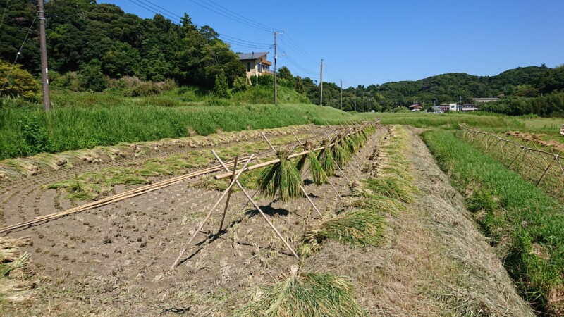 掛け干しのプリンセスサリー