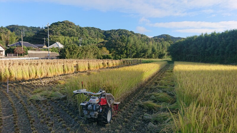 イセヒカリ稲刈り