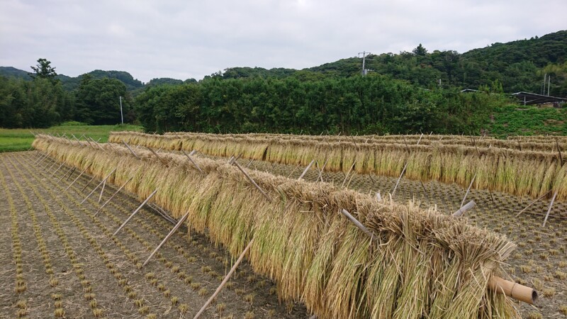 イセヒカリ掛け干し