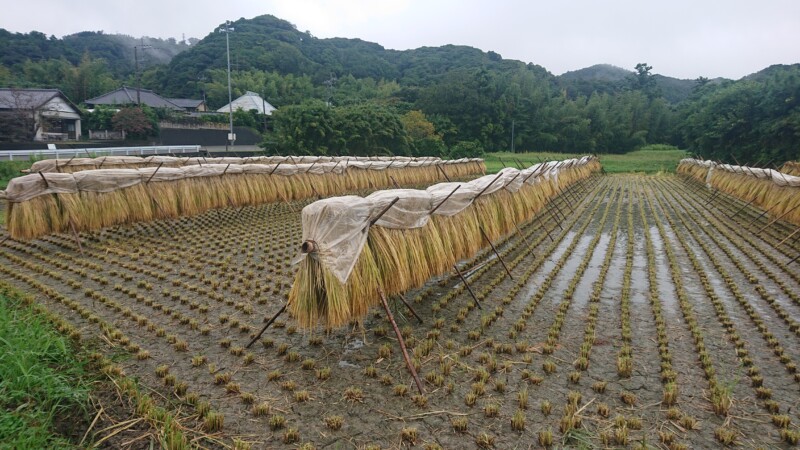 雨対策のビニール掛け