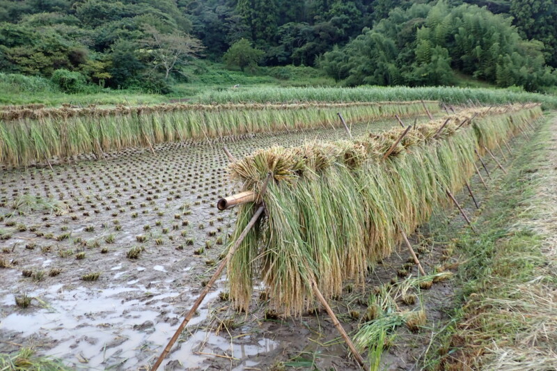 雨が降った後、水が溜まる田んぼ