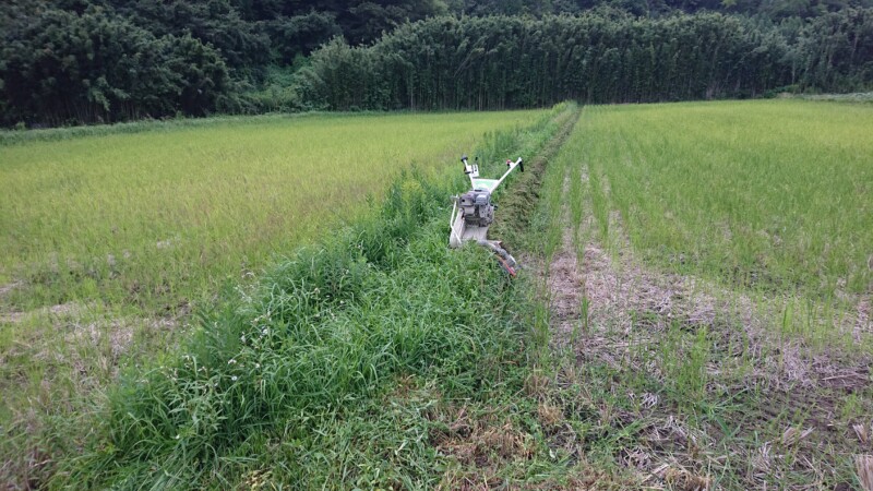 伸びるのは草ばかり・・・