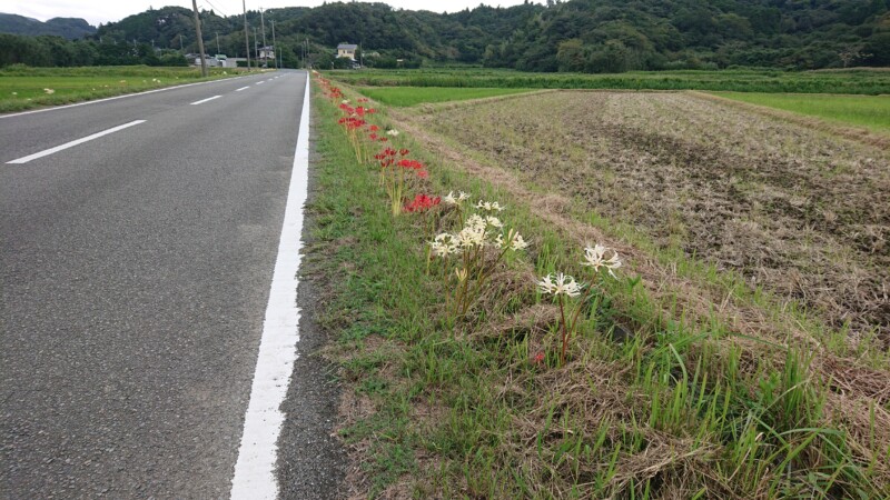 海老敷彼岸花ロード金比羅保存会で植えた彼岸花
季節になると一斉に咲き始めます