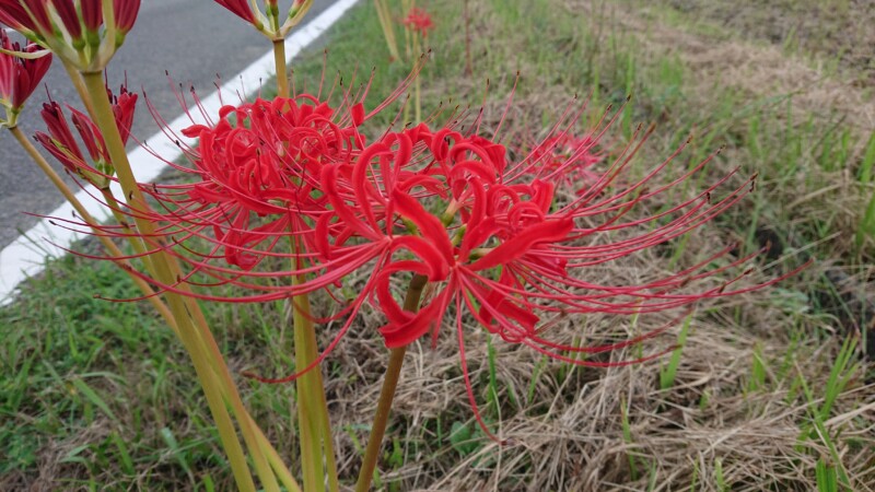 彼岸花咲く