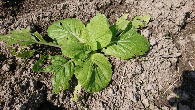 虫に食われながらも頑張ってます。