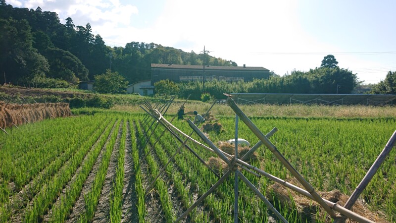 脱穀作業では、脱穀補助とワラまるい