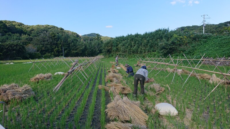 稲わらをまるっています。