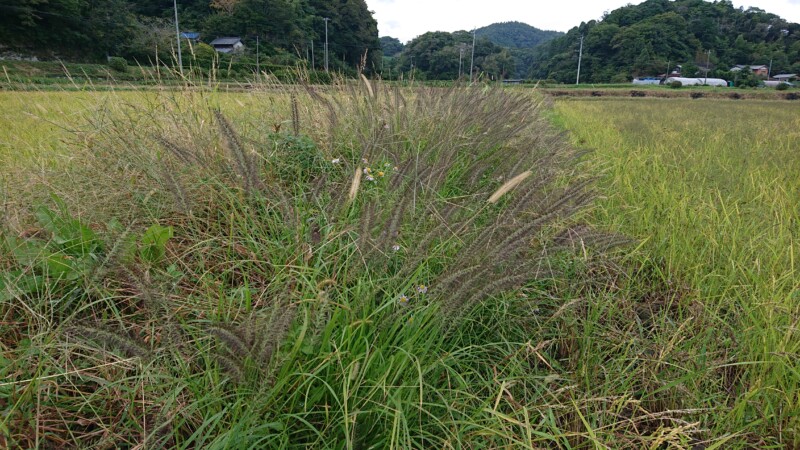 畦の土手に生えるチカラシバ