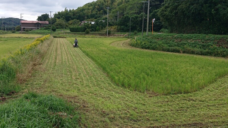 ハンマーナイフモアでひこばえ粉砕