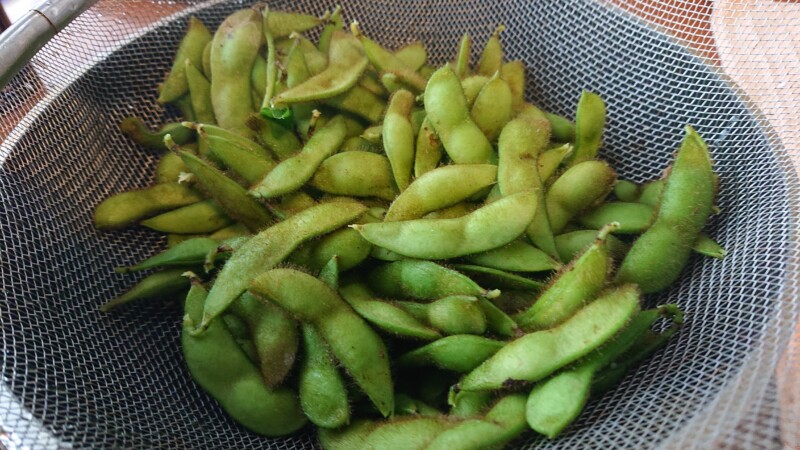 晩生の秋大豆の枝豆