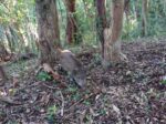 山名の山の中でイノシシ捕獲