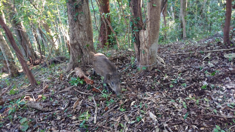 山名の山の中でイノシシ捕獲