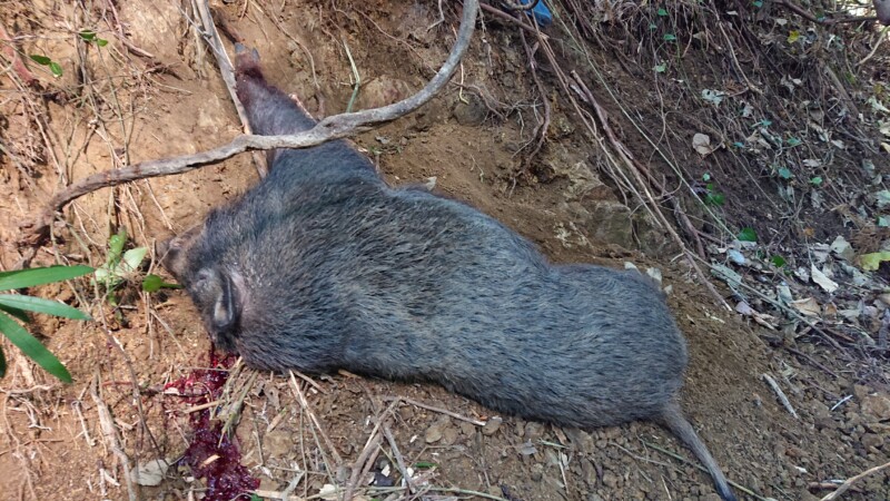 猟銃で止め刺し